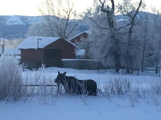 a horse standing on top of a snow covered field